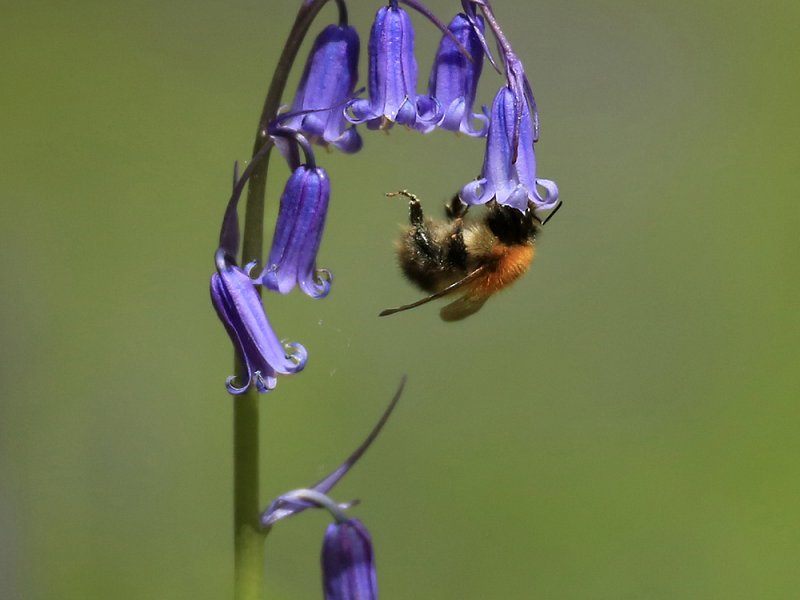 West Dean Woods Open Day
